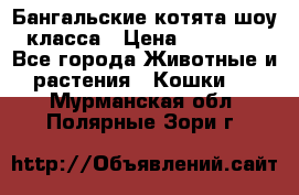 Бангальские котята шоу класса › Цена ­ 25 000 - Все города Животные и растения » Кошки   . Мурманская обл.,Полярные Зори г.